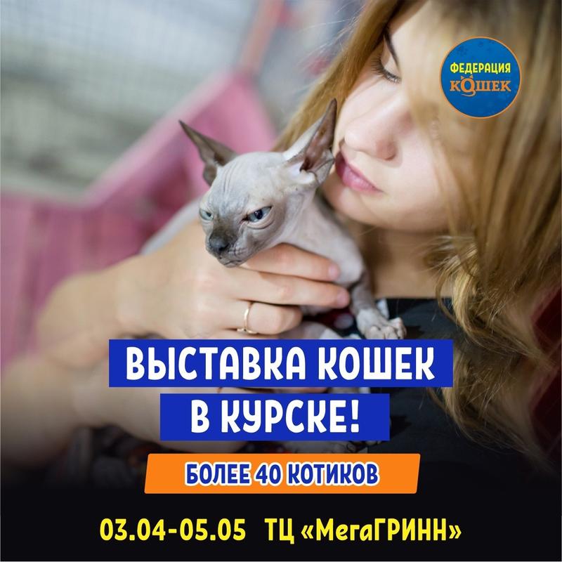 выставка кошек Федерация кошек Курск